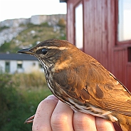 Redwing